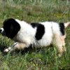 Chiot Landseer Faun et Combo z laderova